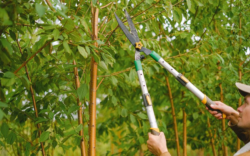 Tree trimming in Kalskag, AK